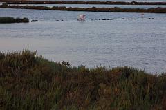 310-San Pietro,13 agosto 2014